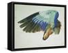 The Right Wing of a Blue Roller-Hans Hoffmann-Framed Stretched Canvas