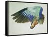 The Right Wing of a Blue Roller-Hans Hoffmann-Framed Stretched Canvas