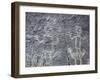 The Rio Grande petroglyphs, Native American, New Mexico, USA-Werner Forman-Framed Premium Photographic Print