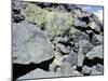 The Rio Grande petroglyphs, Native American, New Mexico, USA-Werner Forman-Mounted Photographic Print