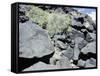 The Rio Grande petroglyphs, Native American, New Mexico, USA-Werner Forman-Framed Stretched Canvas