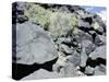 The Rio Grande petroglyphs, Native American, New Mexico, USA-Werner Forman-Stretched Canvas