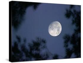 The Rising Moon, Nearly Full, is Visible Through the Trees Near Murphysboro, Ill-null-Stretched Canvas
