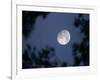 The Rising Moon, Nearly Full, is Visible Through the Trees Near Murphysboro, Ill-null-Framed Photographic Print