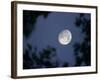The Rising Moon, Nearly Full, is Visible Through the Trees Near Murphysboro, Ill-null-Framed Photographic Print