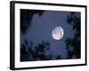 The Rising Moon, Nearly Full, is Visible Through the Trees Near Murphysboro, Ill-null-Framed Photographic Print