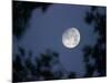 The Rising Moon, Nearly Full, is Visible Through the Trees Near Murphysboro, Ill-null-Mounted Photographic Print