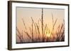 The Rising Sun Is Shining Through Shrubs-Felix Strohbach-Framed Photographic Print