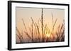 The Rising Sun Is Shining Through Shrubs-Felix Strohbach-Framed Photographic Print