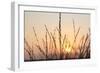 The Rising Sun Is Shining Through Shrubs-Felix Strohbach-Framed Premium Photographic Print