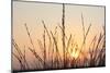 The Rising Sun Is Shining Through Shrubs-Felix Strohbach-Mounted Premium Photographic Print