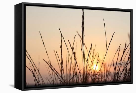 The Rising Sun Is Shining Through Shrubs-Felix Strohbach-Framed Stretched Canvas