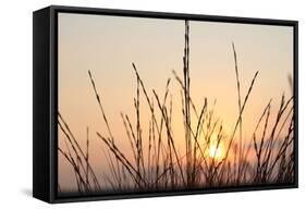 The Rising Sun Is Shining Through Shrubs-Felix Strohbach-Framed Stretched Canvas