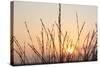 The Rising Sun Is Shining Through Shrubs-Felix Strohbach-Stretched Canvas