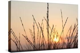 The Rising Sun Is Shining Through Shrubs-Felix Strohbach-Stretched Canvas