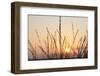 The Rising Sun Is Shining Through Shrubs-Felix Strohbach-Framed Photographic Print