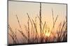 The Rising Sun Is Shining Through Shrubs-Felix Strohbach-Mounted Photographic Print