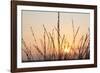 The Rising Sun Is Shining Through Shrubs-Felix Strohbach-Framed Photographic Print