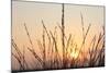 The Rising Sun Is Shining Through Shrubs-Felix Strohbach-Mounted Photographic Print