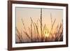 The Rising Sun Is Shining Through Shrubs-Felix Strohbach-Framed Photographic Print