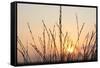 The Rising Sun Is Shining Through Shrubs-Felix Strohbach-Framed Stretched Canvas