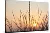 The Rising Sun Is Shining Through Shrubs-Felix Strohbach-Stretched Canvas