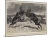 The Rivals, a Battle Royal Between Two Newfoundland Stags-John Charlton-Mounted Giclee Print