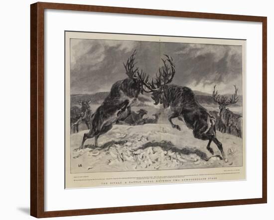 The Rivals, a Battle Royal Between Two Newfoundland Stags-John Charlton-Framed Giclee Print