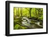 The River Fowey surrounded by forest in spring foliage, UK-Ross Hoddinott-Framed Photographic Print