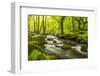 The River Fowey surrounded by forest in spring foliage, UK-Ross Hoddinott-Framed Photographic Print