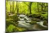 The River Fowey surrounded by forest in spring foliage, UK-Ross Hoddinott-Mounted Photographic Print