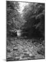 Wood Mount