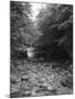 Wood Mount