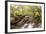 The River Undalain in Glen Undalain, Highlands, Scotland, United Kingdom, Europe-Julian Elliott-Framed Photographic Print