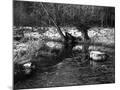 Wood Mount
