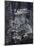 The River-John Dominis-Mounted Photographic Print