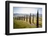 The road curves in the green hills surrounded by cypresses, Crete Senesi (Senese Clays), Province o-Roberto Moiola-Framed Photographic Print