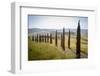 The road curves in the green hills surrounded by cypresses, Crete Senesi (Senese Clays), Province o-Roberto Moiola-Framed Photographic Print