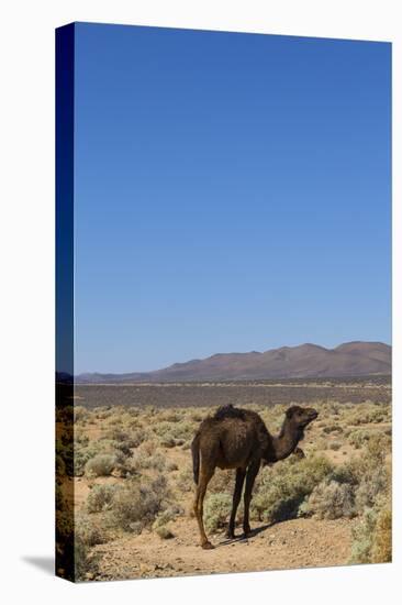 The Road to Merzouga, Morocco, North Africa, Africa-Doug Pearson-Stretched Canvas