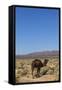 The Road to Merzouga, Morocco, North Africa, Africa-Doug Pearson-Framed Stretched Canvas