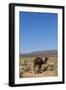 The Road to Merzouga, Morocco, North Africa, Africa-Doug Pearson-Framed Photographic Print