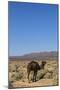 The Road to Merzouga, Morocco, North Africa, Africa-Doug Pearson-Mounted Photographic Print