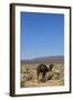 The Road to Merzouga, Morocco, North Africa, Africa-Doug Pearson-Framed Photographic Print