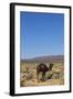 The Road to Merzouga, Morocco, North Africa, Africa-Doug Pearson-Framed Photographic Print