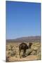 The Road to Merzouga, Morocco, North Africa, Africa-Doug Pearson-Mounted Photographic Print