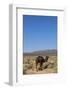 The Road to Merzouga, Morocco, North Africa, Africa-Doug Pearson-Framed Photographic Print