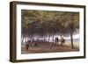 The Road to the Pyramids at Giza, C1873-Edward Lear-Framed Giclee Print