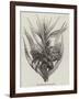 The Robber Crab (Birgus Latro)-null-Framed Giclee Print