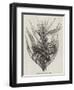 The Robber Crab (Birgus Latro)-null-Framed Giclee Print