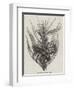 The Robber Crab (Birgus Latro)-null-Framed Giclee Print